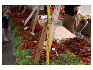府中市の秋季祭くり祭の画像